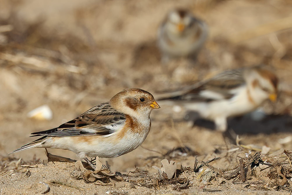 Snow buntings